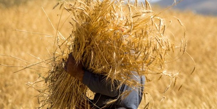 افزایش ۱۳درصدی خرید گندم در نیشابور